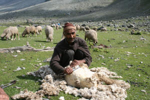 Directorate of Sheep Husbandry Kashmir Official Website